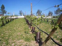 Quinta Malapique - 019.jpg