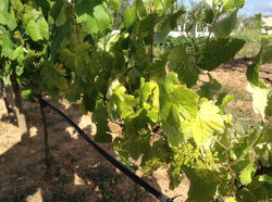 Quinta Malapique - 349.jpg
