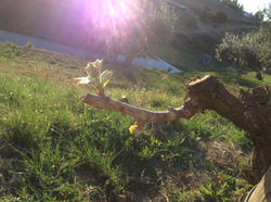 Quinta Malapique - 496.jpg