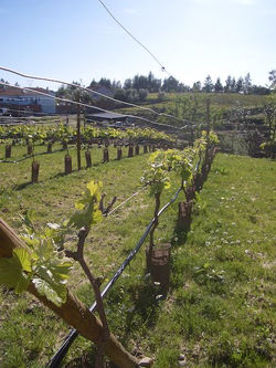 Quinta Malapique - 004.jpg