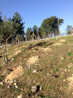 Quinta Malapique - 458.jpg