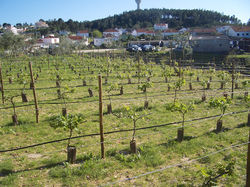 Quinta Malapique - 015.jpg