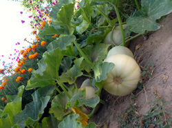 Quinta Malapique - 601.jpg