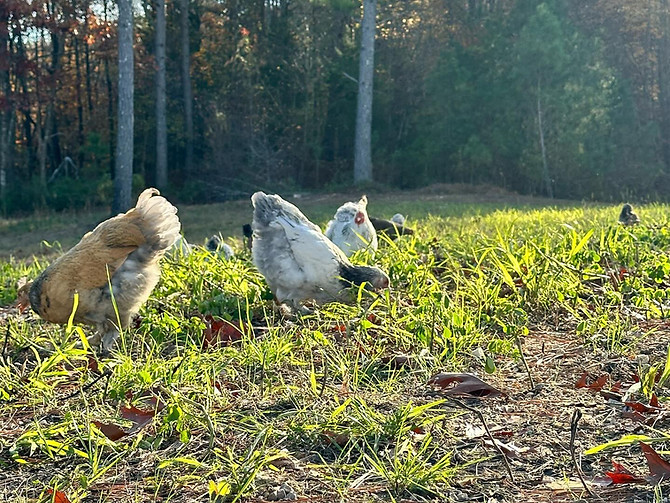 Brahmas At The Brahma House