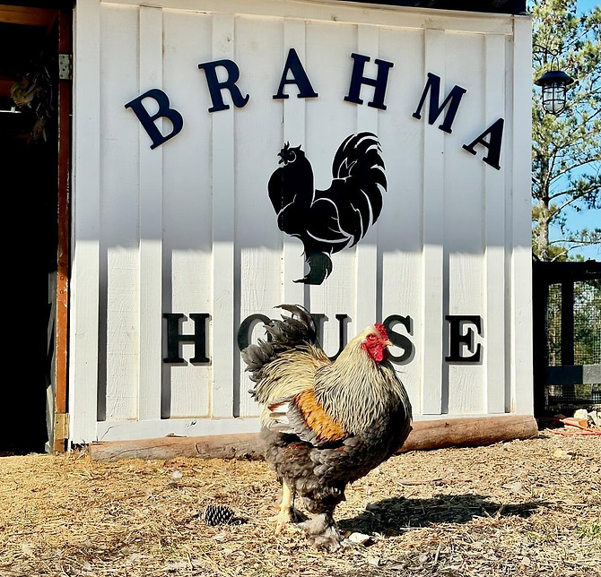 Bocephus of The Brahma House