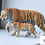 Thumbnail: 【PRE-ORDER】Aphid Studio - Earth Pulse Series 008 – Bengal Tiger Talon Statue