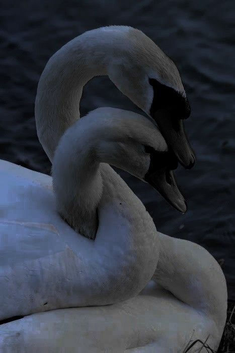 A love of a Swan Poem by Krystle Kelley, from the Swanlight Poetry Chronicles