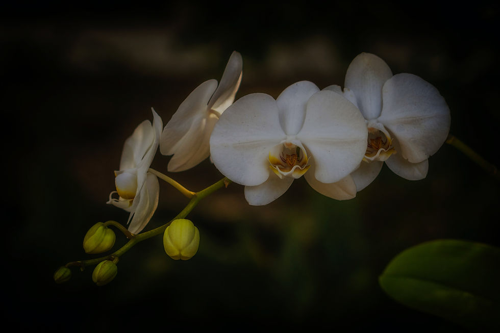 An Orchid in Every Room Poem by Krystle Kelley from the Swanlight Poetry Collection
