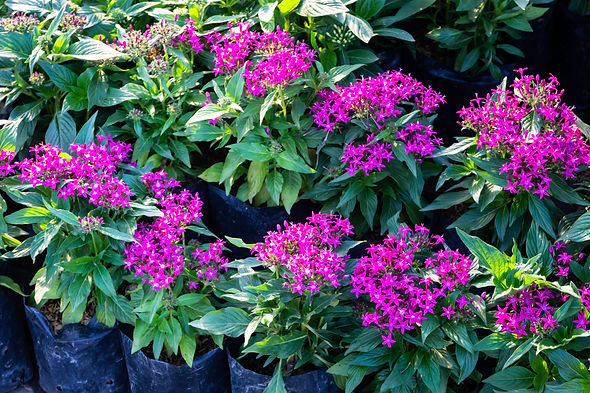vecteezy_purple-plants-in-the-garden_2045048.jpeg