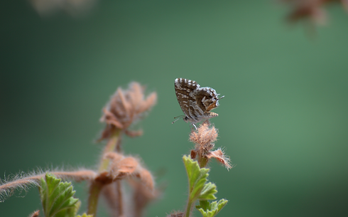 Butterfly on Branch_edited.png