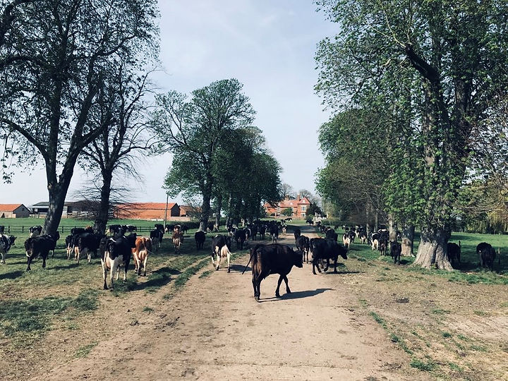 cows and the hall.jpg