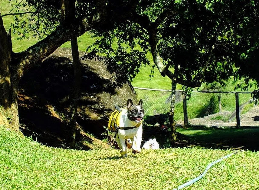 Hospedagem para cães