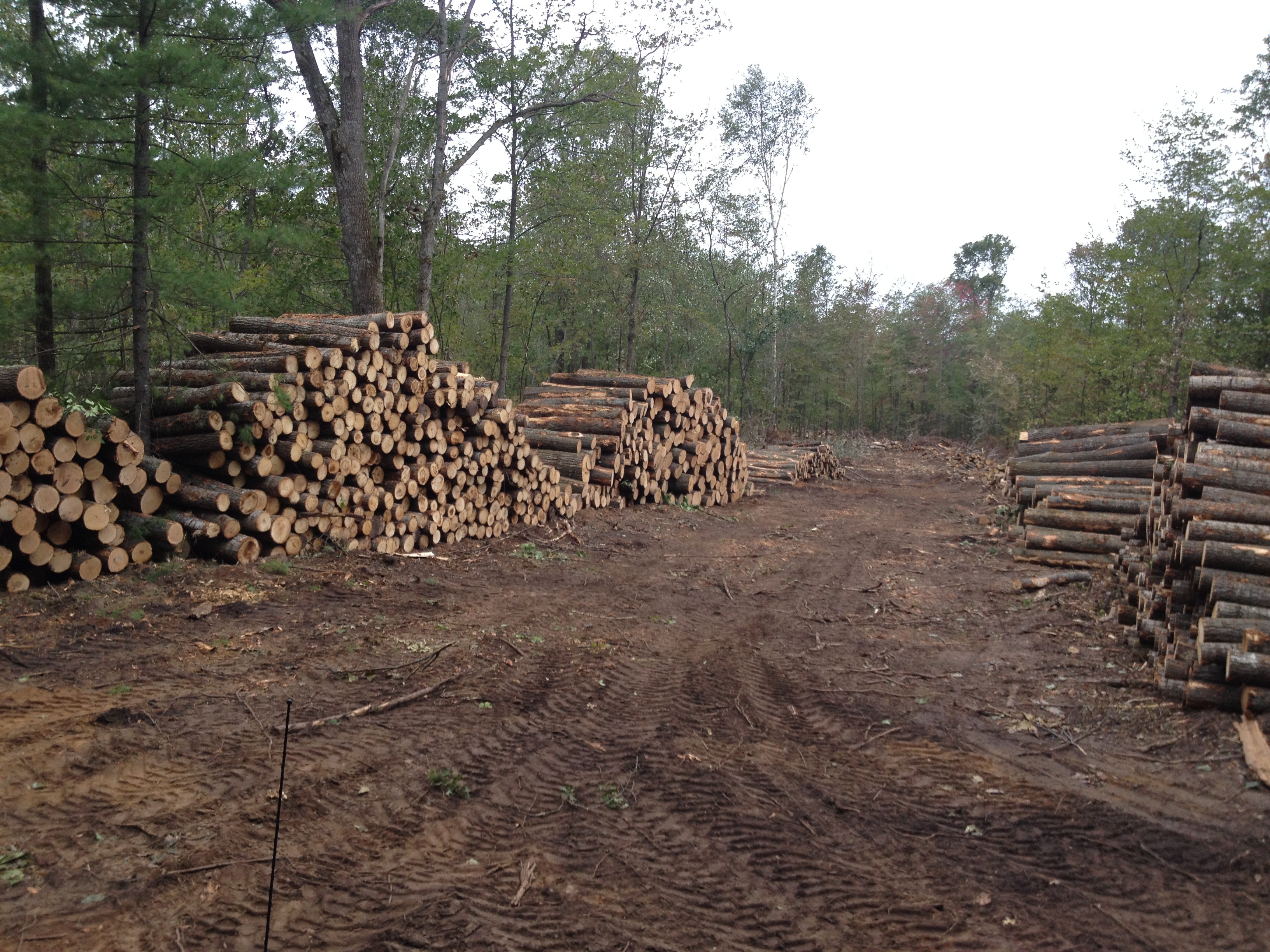 Michigan Timber Services Logging Photos Northern Michigan