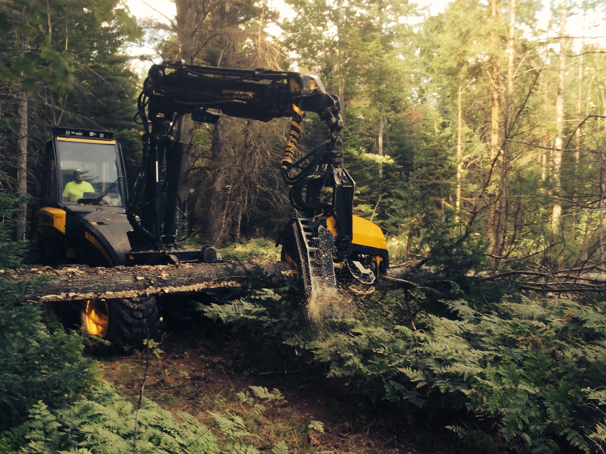 Michigan Timber Services Logging Photos Northern Michigan