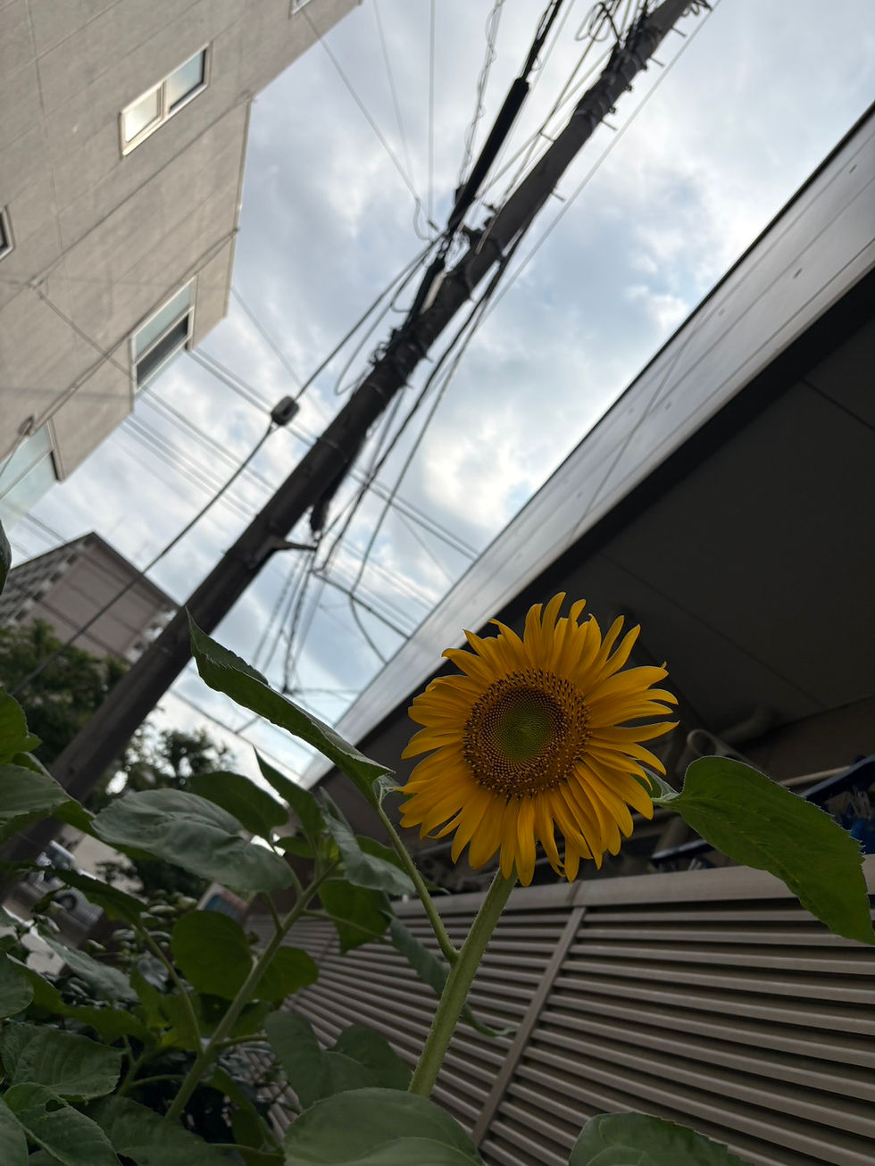 どこまでも元気に伸びていけ!