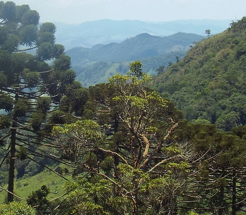 Floresta.jpg