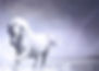 Horses are powerful symbols of Spirit.