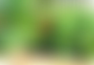 Benefits of growing fruits in home garden using horticulture