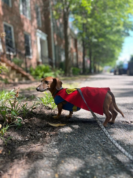 Superhero costume on dog 