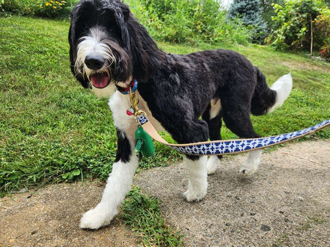 Dogs love their walks