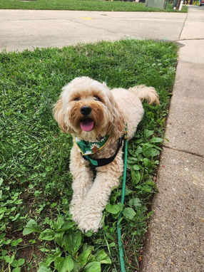 dog laying in grass