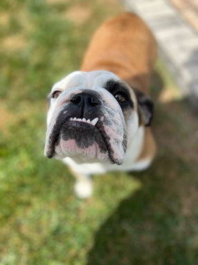 dog laying in the grass