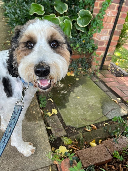 Out for a walk in Old Town Alexandria 
