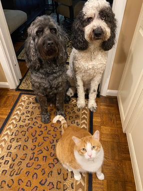 Dogs are family 