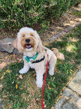 Summer dog walks 