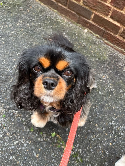 Adorable dog 