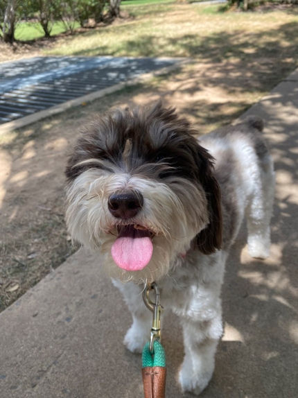 Dogs love to go for walks
