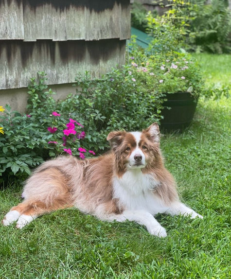 Dog in yard in Old Town Alexandria 