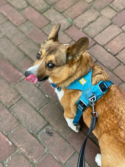 Out for a dog walk