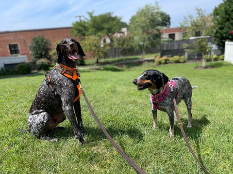 I love my dog walker Taylor