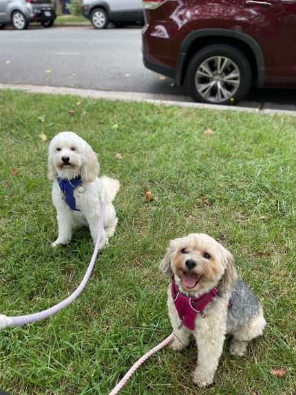 Dogs smiling for photo