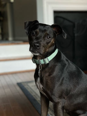 Beautiful dog photo