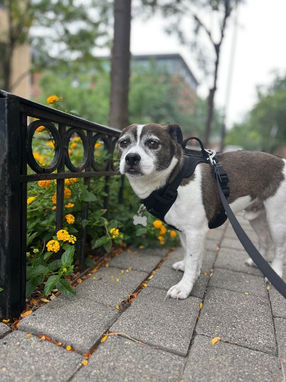dog looking at camera