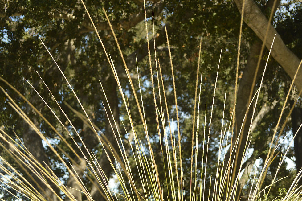 DSC_0301.jpg