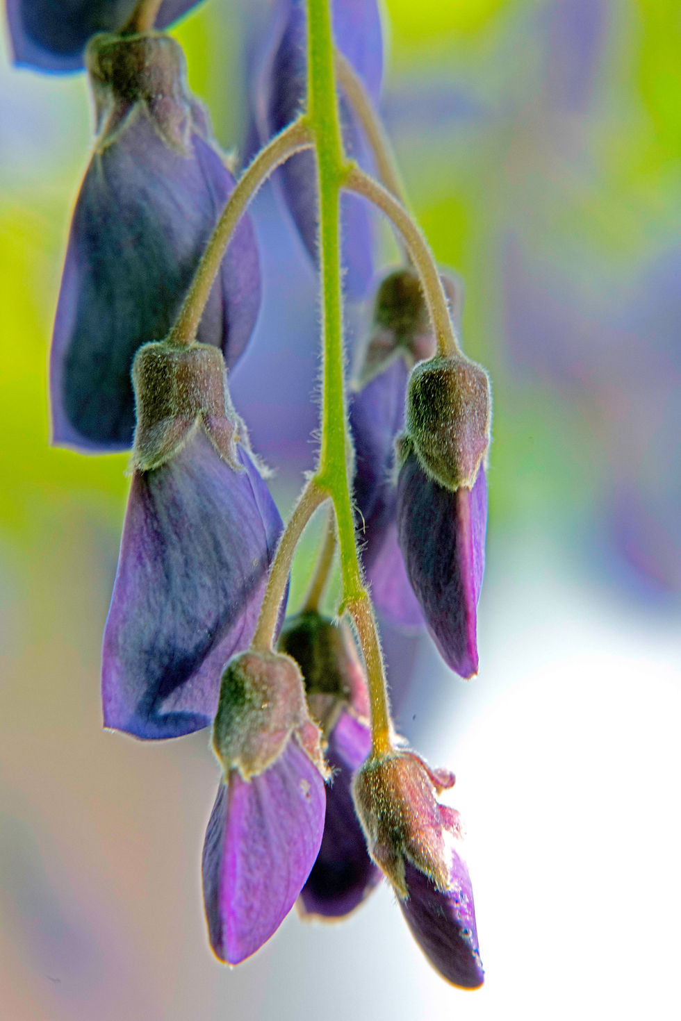 Japanese Wisteria 8890
