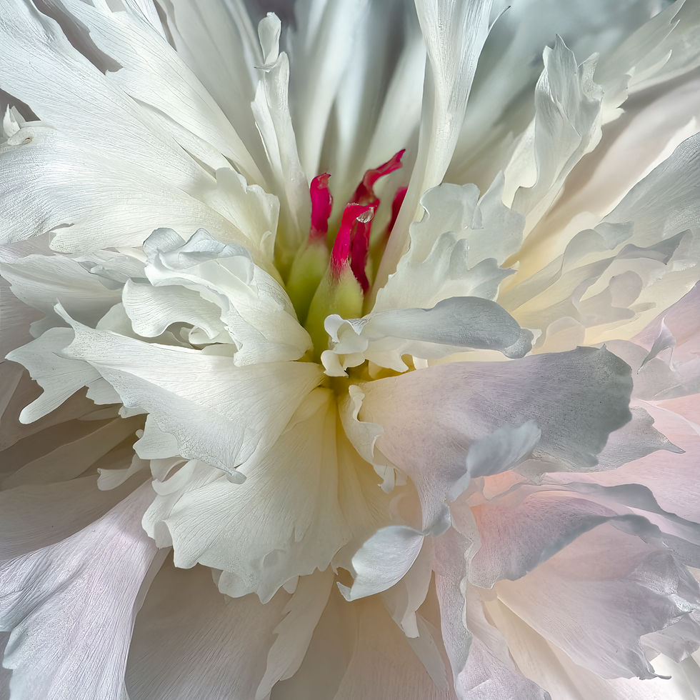 Peony 831