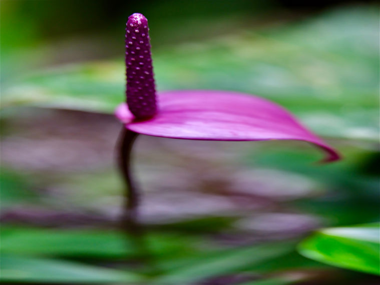 Flamingo Lily 0042