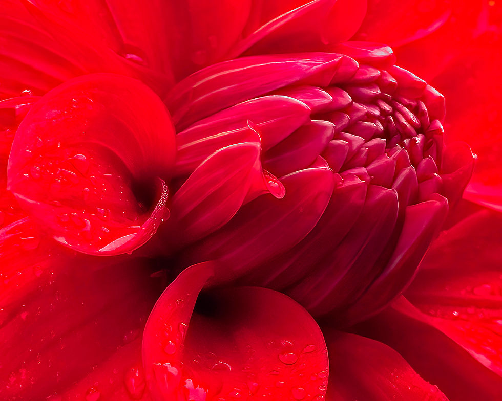 Dahlia 01070