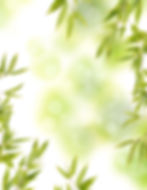 Bamboo background 1 (1).jpg