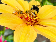 Flower honey bee garden landscaper plants horticulturist Red Seal Endorsed Into the Garden Inc. Really Love Your Yard Into the Garden Inc. Landscaping Services All Rights Reserved 2019-2025