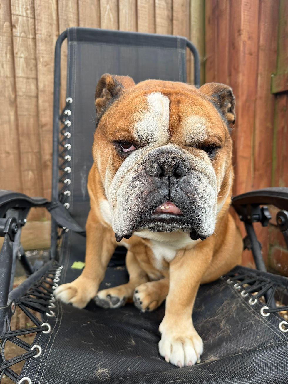 Sit and Stay Melton Mowbray Pet Sitting Services