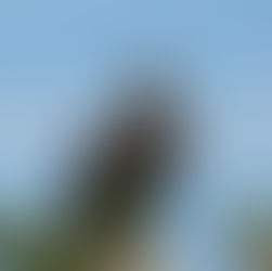 Δαδιά: Εγκατάσταση 15 Νέων Τεχνητών Φωλιών για Μαυρόγυπες από τον ΟΦΥΠΕΚΑ