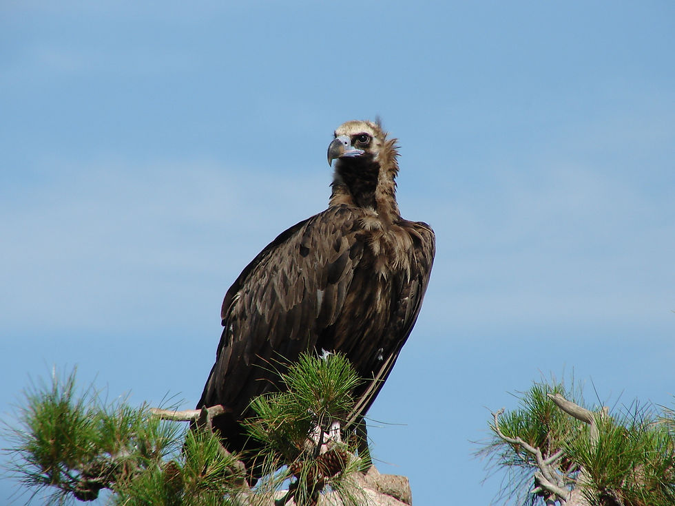 Δαδιά: Εγκατάσταση 15 Νέων Τεχνητών Φωλιών για Μαυρόγυπες από τον ΟΦΥΠΕΚΑ