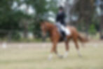 treehaven berwick dressage club 072