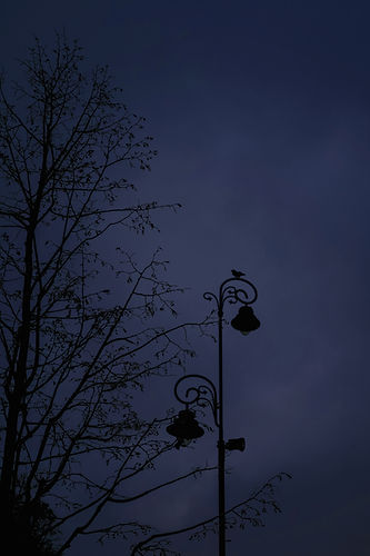 a street light with a bird sitting on top of it_edited_edited.jpg