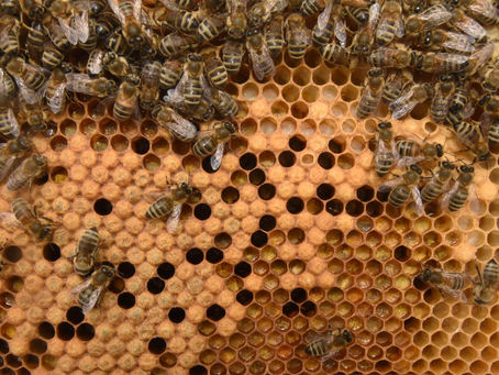 Beekeeping Advice